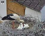Capi_Dubne_20260614_174502.jpg