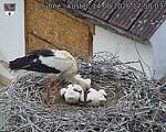 Capi_Dubne_20260614_175003.jpg
