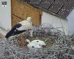 Capi_Dubne_20260614_175503.jpg