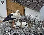 Capi_Dubne_20260614_180003.jpg