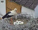 Capi_Dubne_20260614_181503.jpg