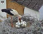 Capi_Dubne_20260614_182002.jpg