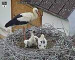 Capi_Dubne_20260614_183002.jpg