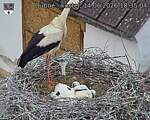 Capi_Dubne_20260614_183504.jpg