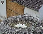 Capi_Dubne_20260614_185003.jpg