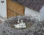 Capi_Dubne_20260614_190002.jpg