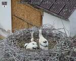 Capi_Dubne_20260614_190503.jpg