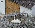 Capi_Dubne_20260614_191003.jpg