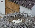 Capi_Dubne_20260614_192004.jpg