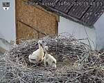 Capi_Dubne_20260614_194003.jpg