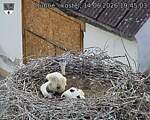 Capi_Dubne_20260614_194503.jpg