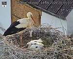Capi_Dubne_20260614_200503.jpg