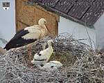 Capi_Dubne_20260614_201003.jpg