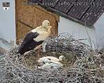 Capi_Dubne_20260614_201502.jpg