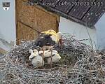 Capi_Dubne_20260614_202503.jpg