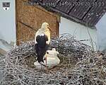 Capi_Dubne_20260614_203003.jpg