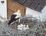 Capi_Dubne_20260614_210503.jpg