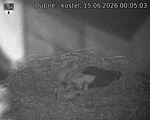 Capi_Dubne_20260615_000503.jpg