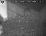 Capi_Dubne_20260615_002002.jpg