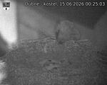 Capi_Dubne_20260615_002503.jpg