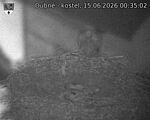 Capi_Dubne_20260615_003502.jpg