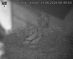 Capi_Dubne_20260615_004003.jpg
