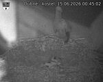 Capi_Dubne_20260615_004502.jpg