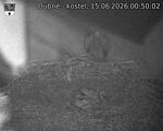 Capi_Dubne_20260615_005002.jpg