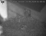 Capi_Dubne_20260615_010002.jpg