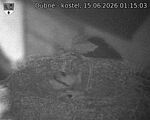 Capi_Dubne_20260615_011503.jpg