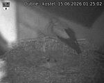 Capi_Dubne_20260615_012502.jpg