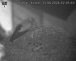 Capi_Dubne_20260615_020503.jpg