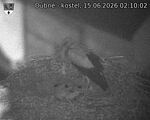 Capi_Dubne_20260615_021002.jpg
