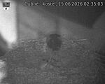 Capi_Dubne_20260615_023503.jpg