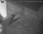 Capi_Dubne_20260615_025502.jpg