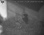 Capi_Dubne_20260615_031503.jpg