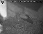 Capi_Dubne_20260615_032502.jpg