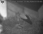 Capi_Dubne_20260615_035503.jpg