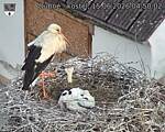 Capi_Dubne_20260615_045002.jpg