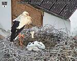 Capi_Dubne_20260615_050002.jpg