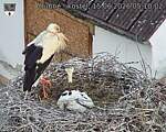 Capi_Dubne_20260615_051002.jpg