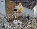 Capi_Dubne_20260615_055503.jpg