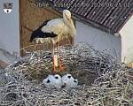 Capi_Dubne_20260615_062502.jpg