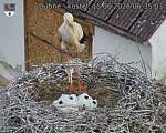 Capi_Dubne_20260615_063503.jpg