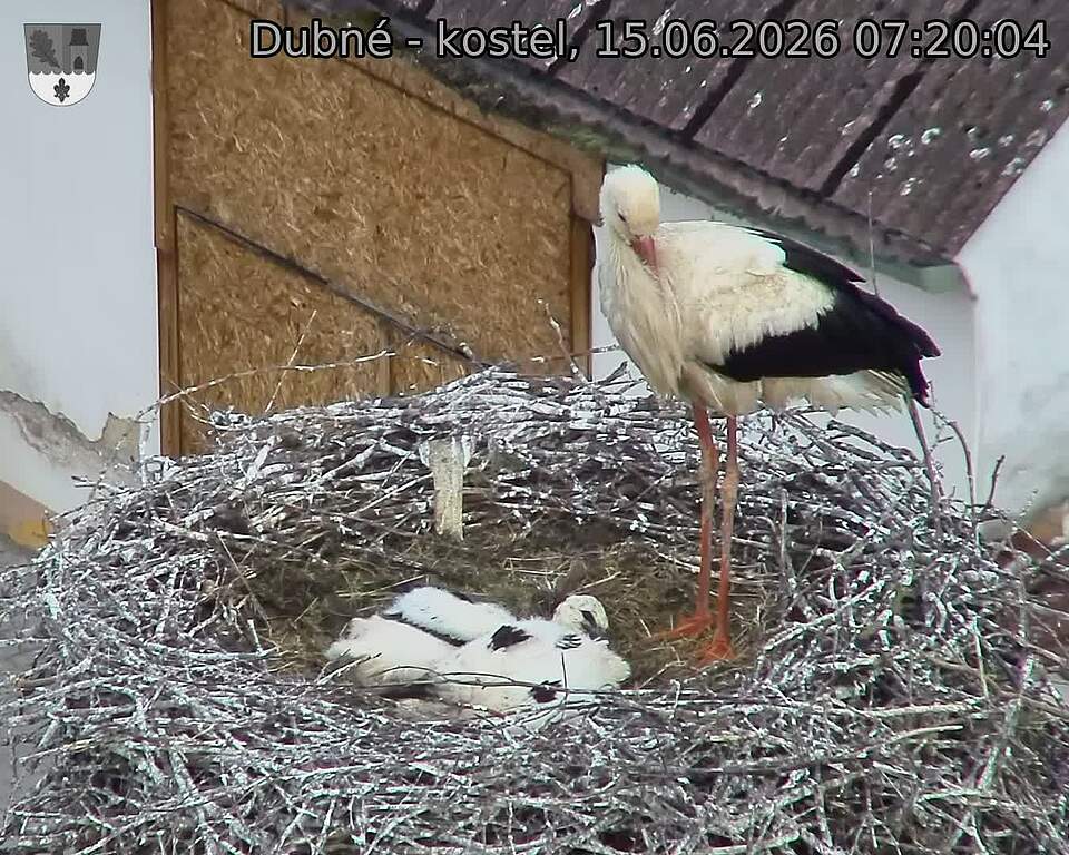 Capi_Dubne_20260615_072004.jpg (1350&nbsp;x&nbsp;1080)