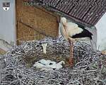 Capi_Dubne_20260615_072502.jpg