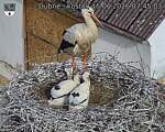 Capi_Dubne_20260615_074503.jpg