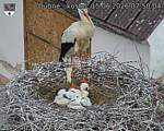 Capi_Dubne_20260615_075004.jpg