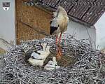 Capi_Dubne_20260615_075504.jpg