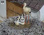 Capi_Dubne_20260615_080503.jpg